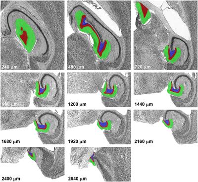 Frontiers | Sampling The Mouse Hippocampal Dentate Gyrus